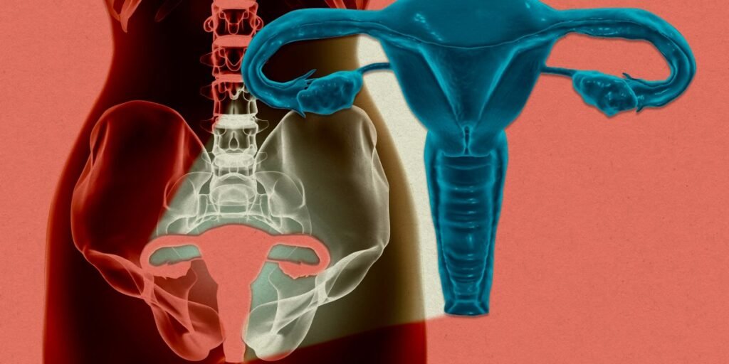 A woman’s uterus has been kept alive outside the body for the first time