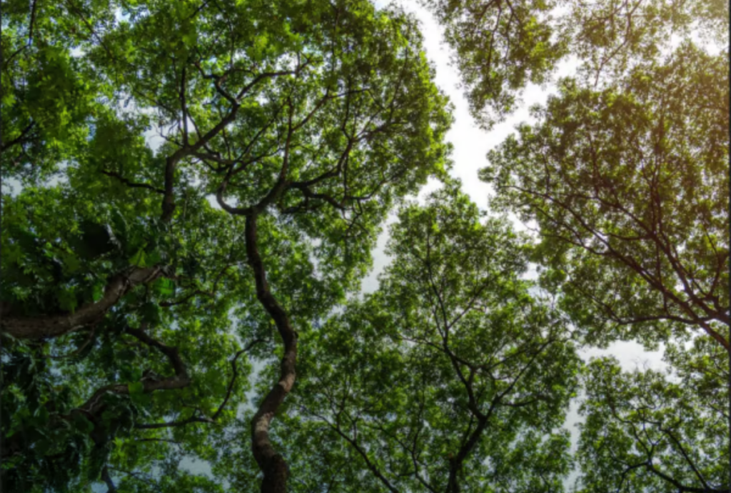 GSMA Urges Faster Renewable Energy Rollout to Keep Mobile Sector on Net Zero Path